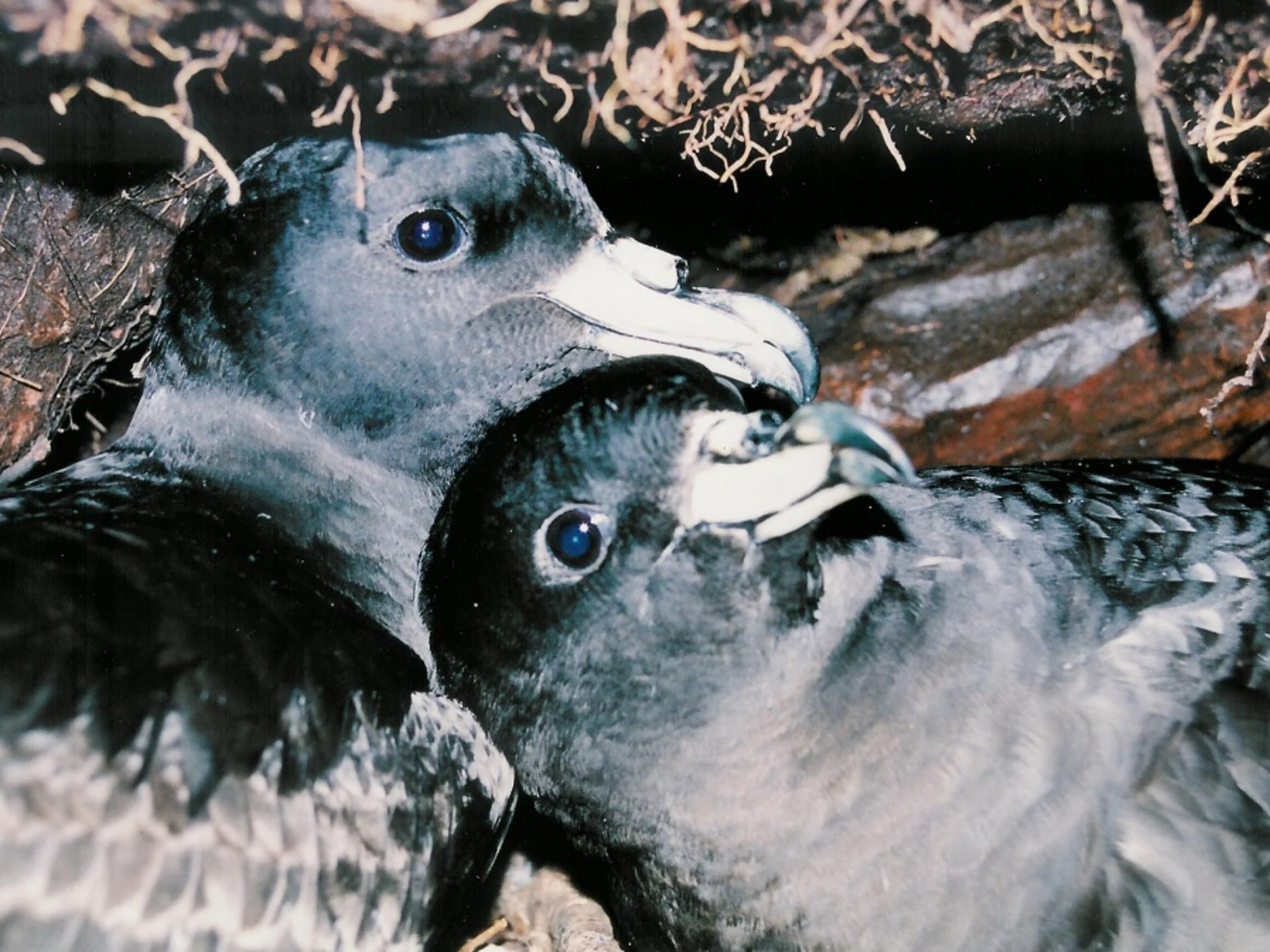en48-biz-bell-seabird-ecologist-03.jpg