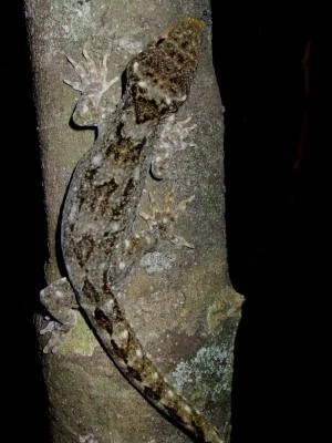 en38-aotea-island-of-lizards-13.jpg