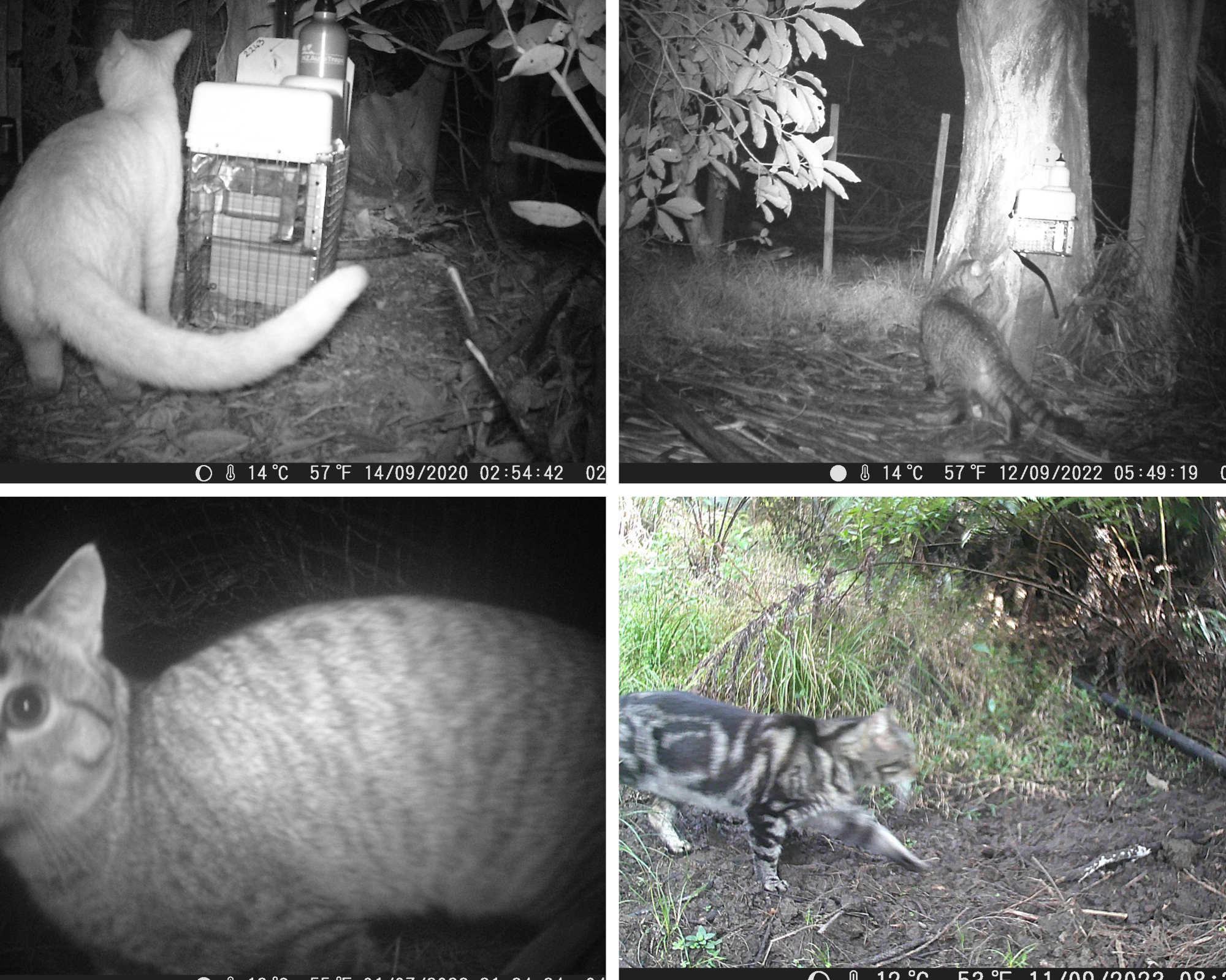   Cats caught on trail camera (Credit: Kim Bannister)  