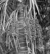  Kentia palm seeds are prim rat diet on Lord Howe Island. 