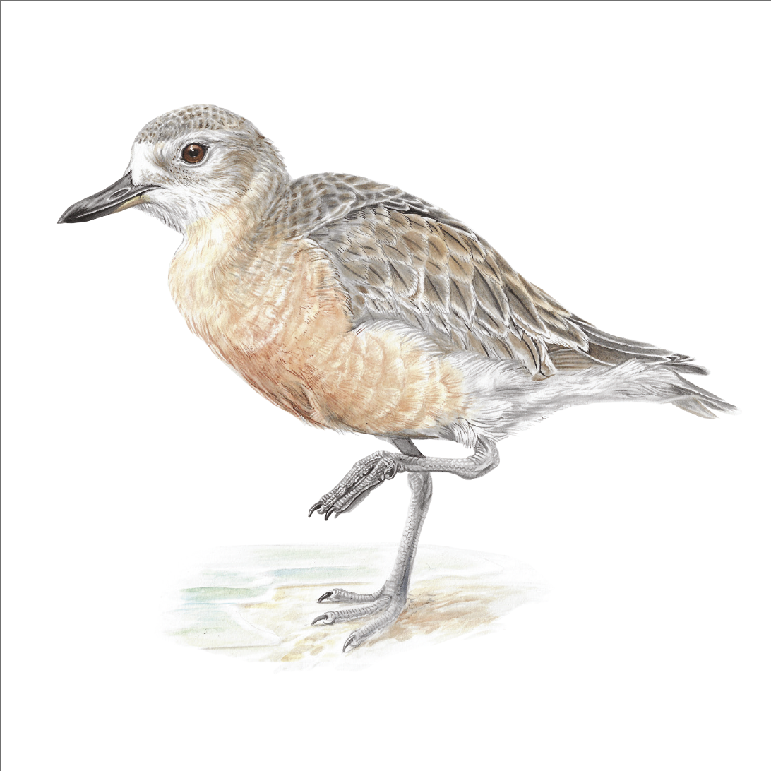 Birds of Aotea Greetings Cards