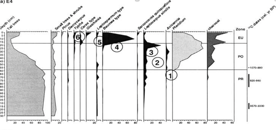  Each vertical line-graph shows the changing percentages of one ‘pollen type’ with the percentages along the bottom axis in 5% units. ‘Pollen types’ are named along the top axis, mostly with latin names.  The vertical axis (left) is the sample depth in cm, from the surface (0) to the lowest sample (130 cm). The vertical axis (right) shows the radiocarbon dates on samples from particular depths. The diagram is ‘zoned’ into three depth layers, representing the pre-polynesian (PR) period, the Māori (PO) period and the European (EU) period. Each zone has a characteristic ‘signature’ of pollen types: the period before human arrival (PR) is characterised mainly by ‘tall tree’ pollen types, plus some shrubs. The decline of tall trees, coinciding with increasing wind-born charcoal (smoke) and bracken (Pteridium) spores, indicates forest clearance at the start of Māori occupation, dated here as between 1070 – 880 years before present (BP). The European period (top 15 cm) shows a big peak of ‘Baumea’, characterising the infilling of the mangrove (Avicennia) swamp by sedges and rushes, but the presence of Pinus pollen and some other European plants (not shown) clearly implies sediments deposited since the main European influence on Aotea (c. 1840).  The circled numbers indicate the changing vegetation at the core site, from mangroves (Avicennia) (1), to Oioi (Leptocarpus) salt marsh (2,3) to Swamp twig-rush (Baumea juncea) and eventually to the current vegetation of mānuka (Leptospermum scoparium)(5) and raupo (Typha muelleri) (6).  