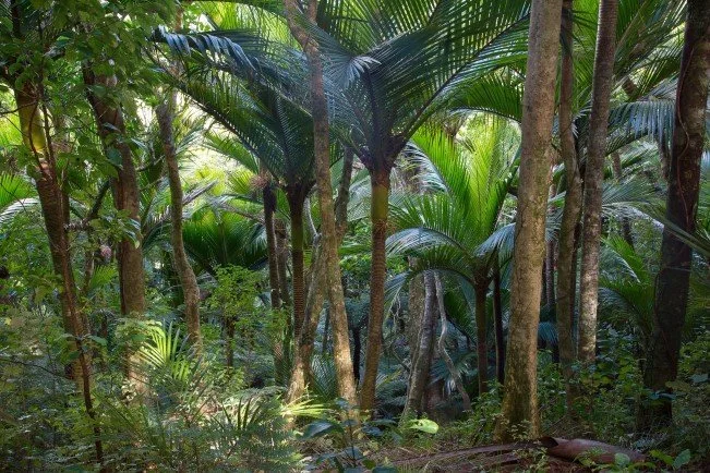   Kohekohe is often found associated with nikau in forest gullies and lower slopes (Credit: Chris Morten)  