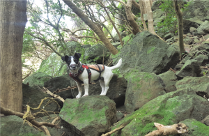 en39-beyond-barrier-conservation-dogs-05.png