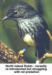 en06-the-birds-of-great-barrier-island-02.jpeg