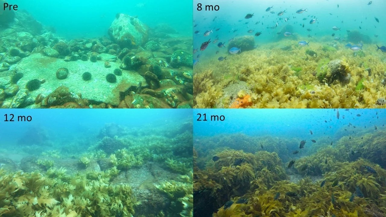   Kelp recovery on Hauturu reef following removal of kina - Reef pre-removal (Credit: Sara Kulins), 8 months (Credit: Paul Caiger) 12 months (Credit: Kelsey Miller) and 21 months (Credit: Kelsey Miller) after kina removal.   
