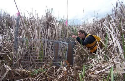  Emma setting two bittern cage traps which incorporate a treadle/door release and mirror to attract male bittern inside the trap. A recorder playing the booming call of the male is placed on top of the traps to initially attract the male to the site. Photo: John Cheyne 