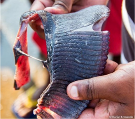 Manta ray gill plates (Credit: Daniel Fanando)