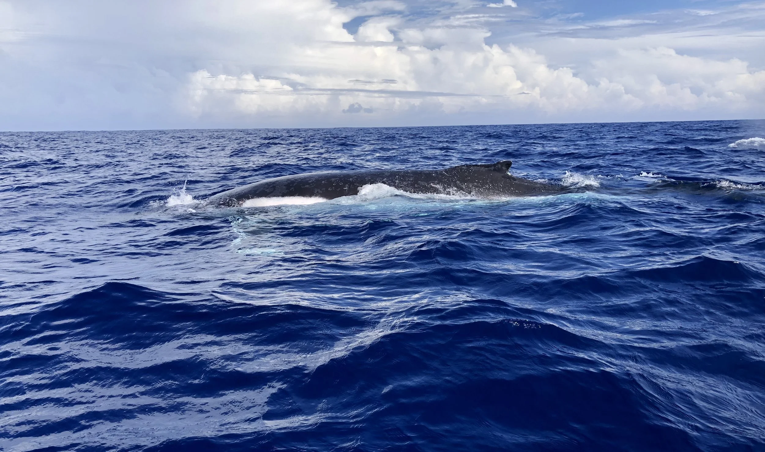 en53-friends-of-niue-12.jpeg
