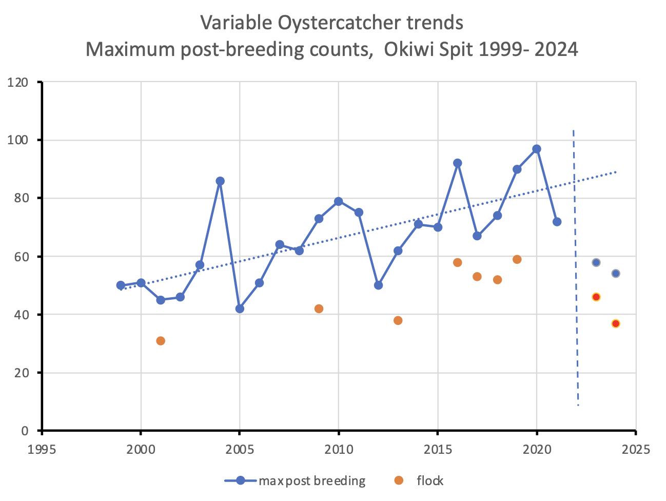 Fluctuating but upward trend in Variable Oystercatcher total numbers at Okiwi Spit post-breeding from 1999 to 2020, followed by a decline after the spit was breached in 2021, and again dramatically following Cyclone Gabrielle (vertical dashed line), a month before the 2023 count. No Oystercatcher count was made in 2022. The red points are the separate distinctive flock probably made up of unpaired adults and fledged juveniles.
