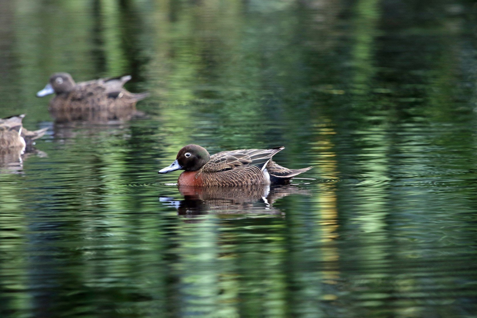   Adult Pāteke on Okiwi Station Pond (Credit: Sarah Dwyer)  