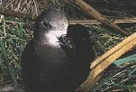 en21-impact-of-rats-on-seabirds-01.jpeg