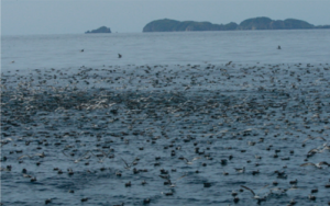  Seabirds off Aotea Great Barrier Island.The mainland of New Zealand was once home to millions of seabirds. Photo: Dr E Cronin 