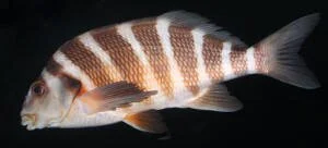 en33-marine-conservation-on-great-barrier-island-01.jpeg