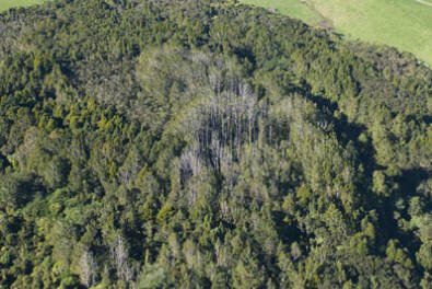 en25-kauri-dieback-01.jpeg