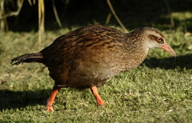   North Island weka were introduced to Rakitū in the 1950s and quickly reproduced to reach an estimated population of around 400-500 in 2018 (Source: Creative Commons)  