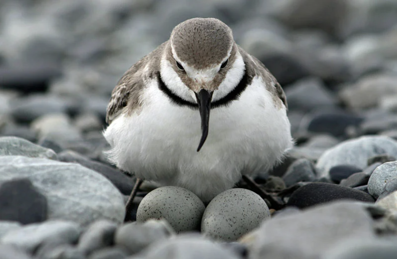  Wrybill | Ngutu pare (Credit: Phil Guilford Department of Conservation)  