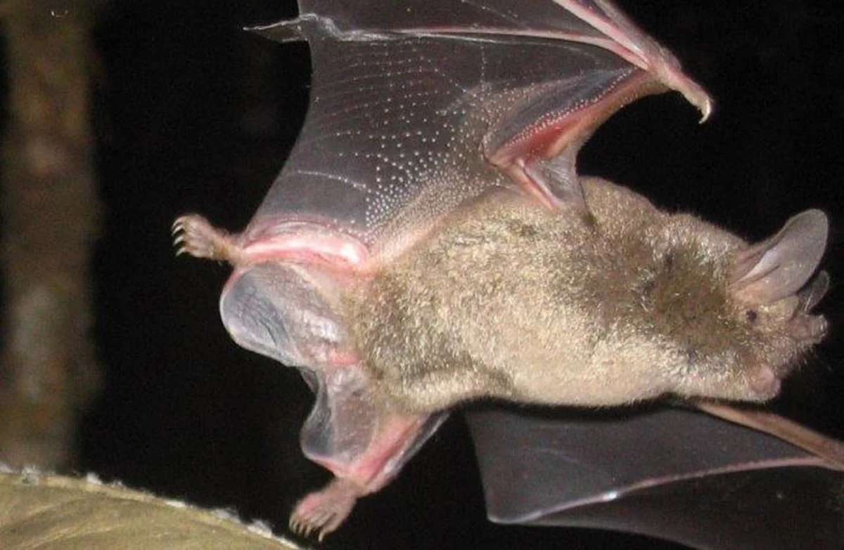   Lesser short-tailed bat are the only species of bat in the world to forage on the ground, and the only species of small bat to carry out lek mating (Credit: Department of Conservation)  