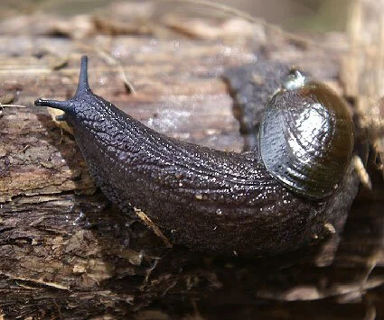 en19-paua-slug-schlizoglossa-01.jpeg