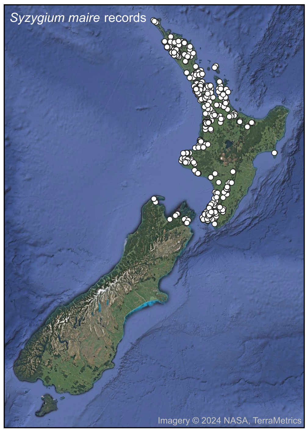   FIGURE 3: Swamp maire (Syzygium maire). This small tree of poorly drained sites in lowland forest has been greatly reduced in extent by clearance and drainage. The current distribution exemplifies the issues in site selection as there are many gaps, some wide.  Its seedlings are also sensitive to frost. Given its functional role as one of the few swamp-adapted trees in New Zealand, it should be used freely in restoration within the North Island. Point records are from GBIF.org (2024)  