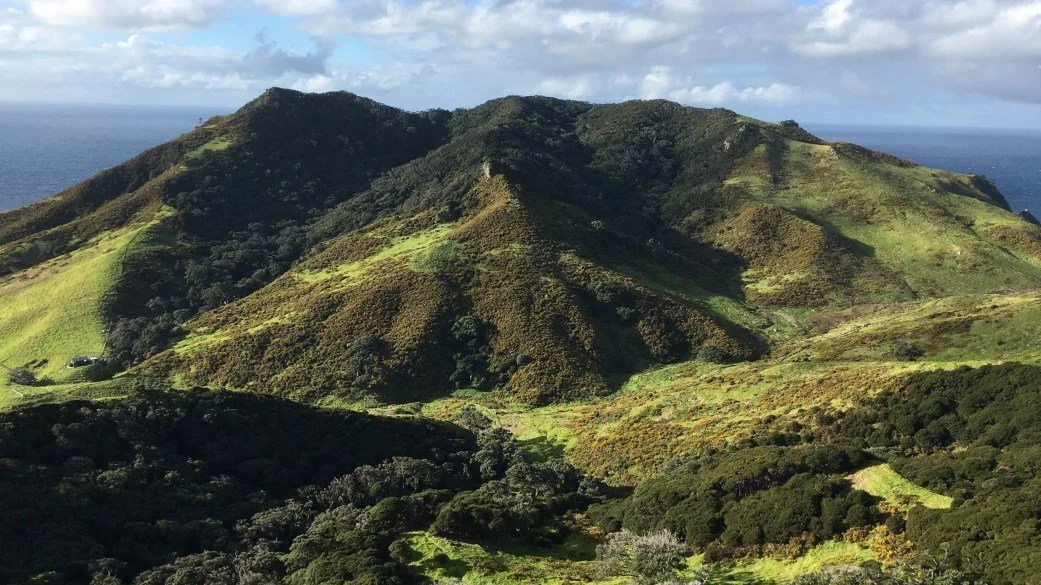   Interior of Rakitū, showing the mix of vegetation cover on the island (Credit: Jack Warden)  