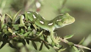 en38-aotea-island-of-lizards-05.jpg