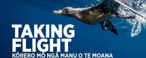 en38-seabirds-01.jpeg