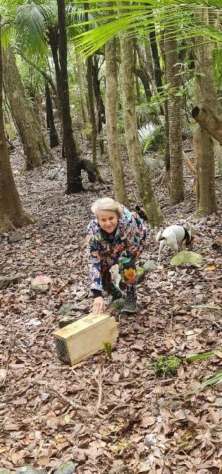   Judy Gilbert trapping on Tryphena Ridge, Windy Hill Sanctuary (Credit: Judy Gilbert)  