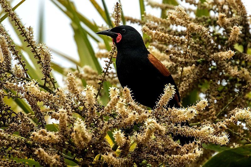   Tīeke on Tiritiri Matangi.  Twenty four birds were transferred to the island in 1984.  The population on Tiri is now over 600 birds, with a total population of North Island tīeke of at least 7,000  