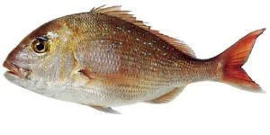  Snapper biomass in SN1 is now estimated at 16% of its original size 