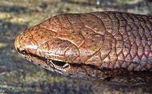 en32-rainbow-skink-unwanted-on-aotea-03.jpeg