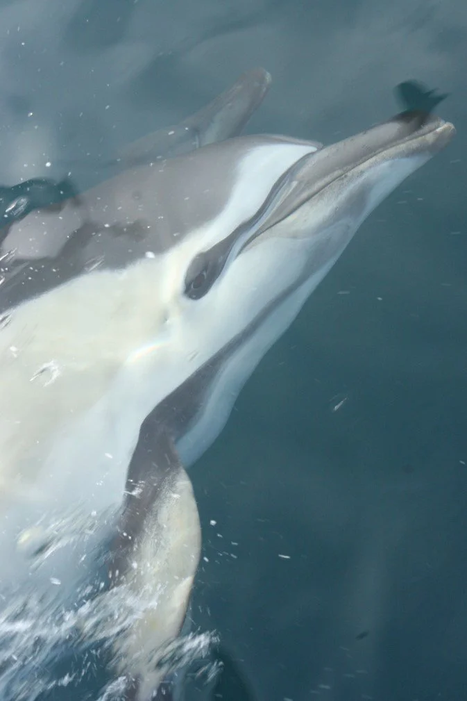   Common dolphin cruising in the Hauraki Gulf (Credit: Olivia Hamilton)  