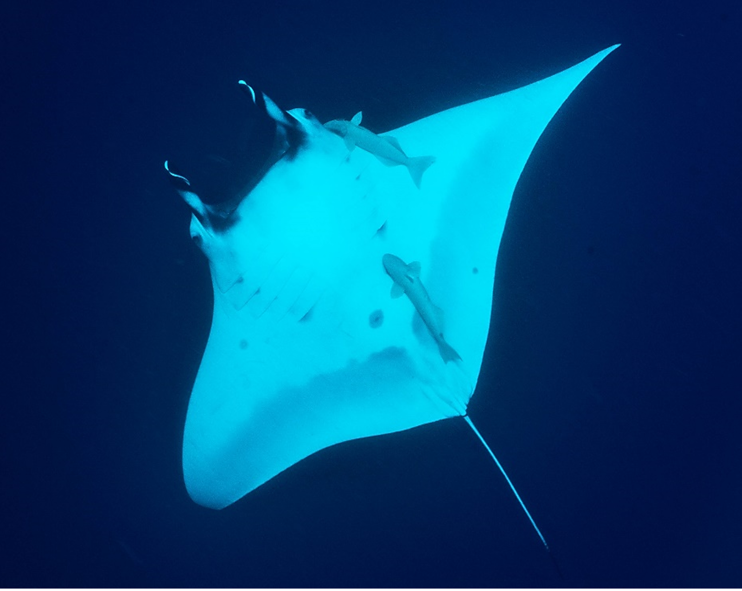   Underwater with Aoteraoa's Oceanic Manta 2022 (Credit: Mark Erdmann)  