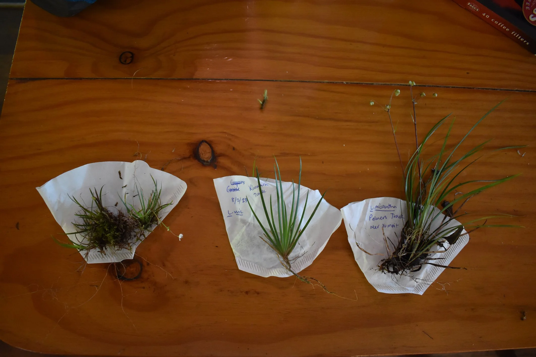   The size range of L. micrantha across the ridgelines. Locations were, from left to right, Windy Canyon, Cooper’s Castle lookout, and Palmer’s Track near the summit of Hirakimatā. (Credit: Sophie Newmarch)  