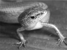 en32-rainbow-skink-unwanted-on-aotea-01.jpeg