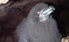 en32-black-petrel-update-03.jpeg