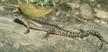 en12-chevron-skink-02.jpeg