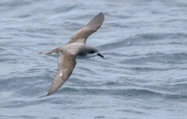   Pycroft’s petrel - the largest breeding colony on Red Mercury Island has an estimated 75% of the global breeding population (Credit: NZ Birds Online/M Dahling)  