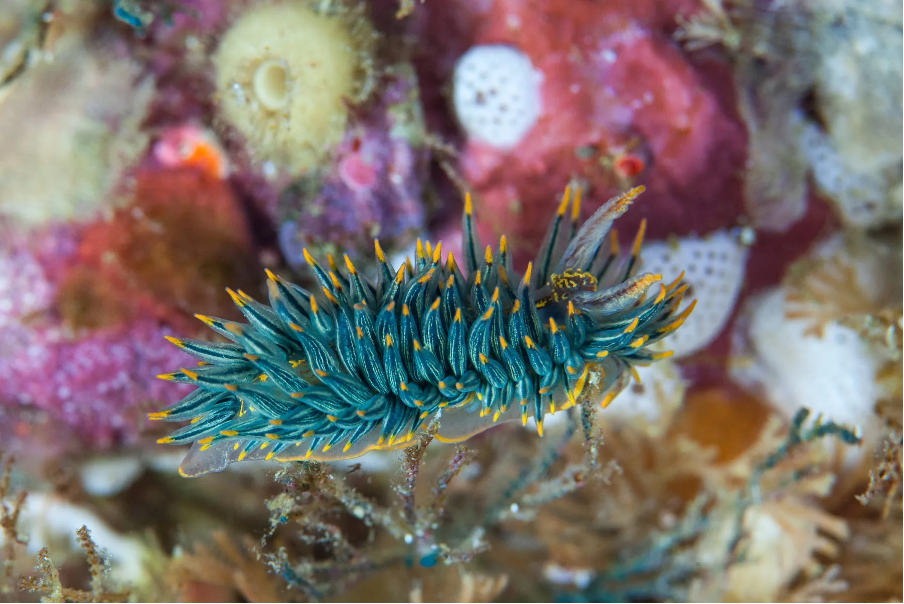 en52-nudibranchs-01.png