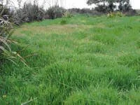 'Airport Pond' overgrown with mercer grass. December 2008