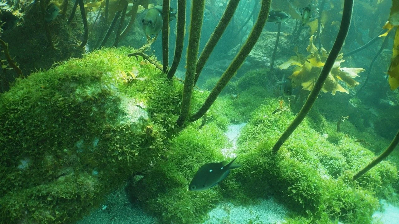   Prolific growth of caulerpa on the seabed of Schooner Bay, Aotea Great Barrier Island (Credit: Glenn Edney)  