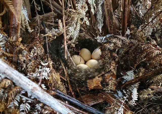   Pāteke nest monitoring - pāteke nest found in punga skirt (Credit: Sarah Giblin)  