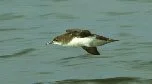 en21-impact-of-rats-on-seabirds-02.jpeg