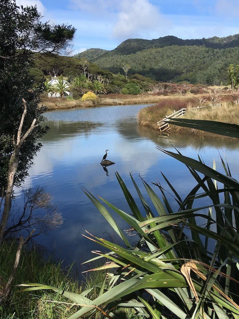   Pied shag in Oruawharo/Waitematuku creek (Credit: Lotte McIntyre)  