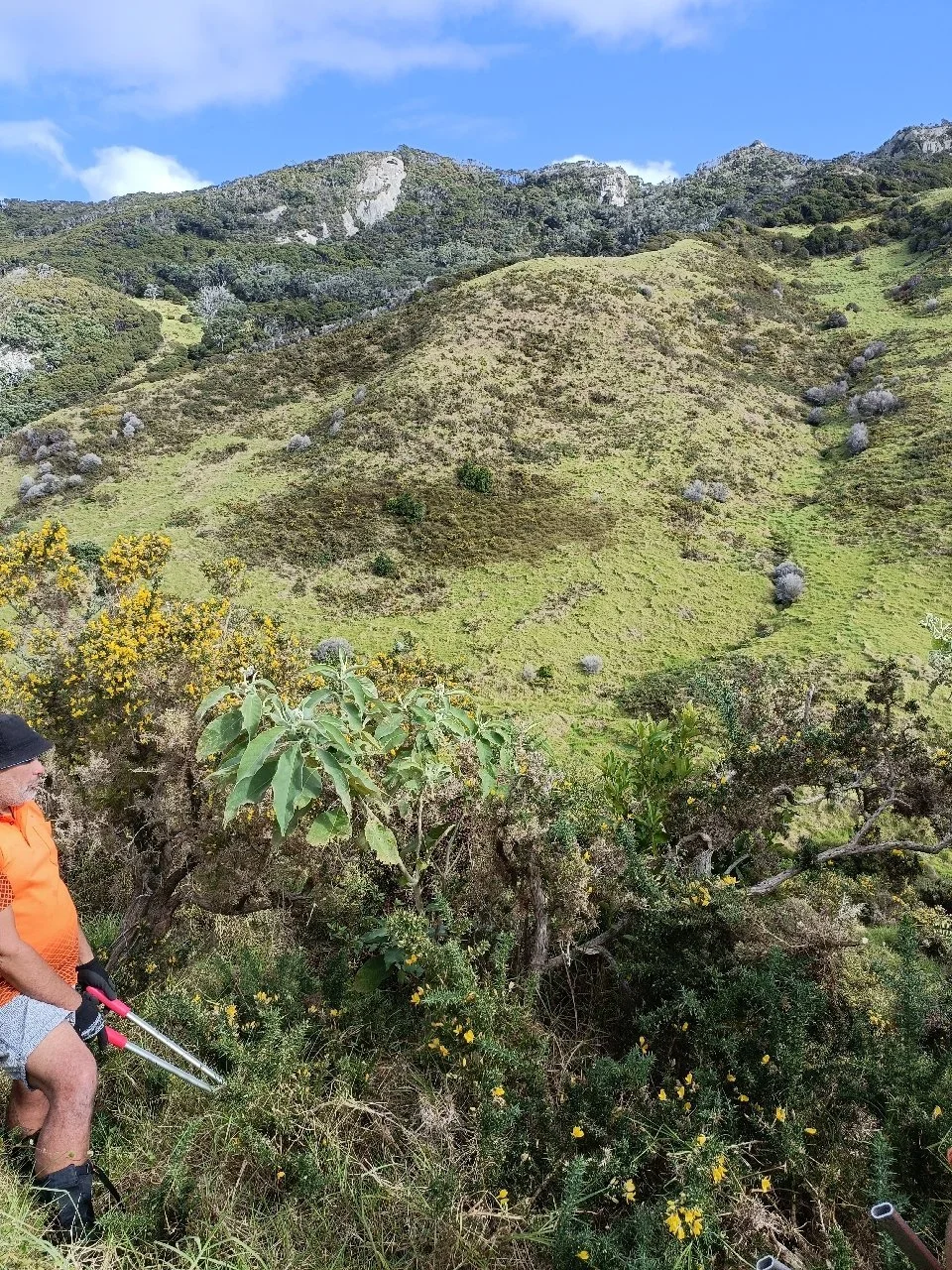   Woolly Nightshade on Rakitū (Photo: Josh Reed, Motairehe Ltd)  