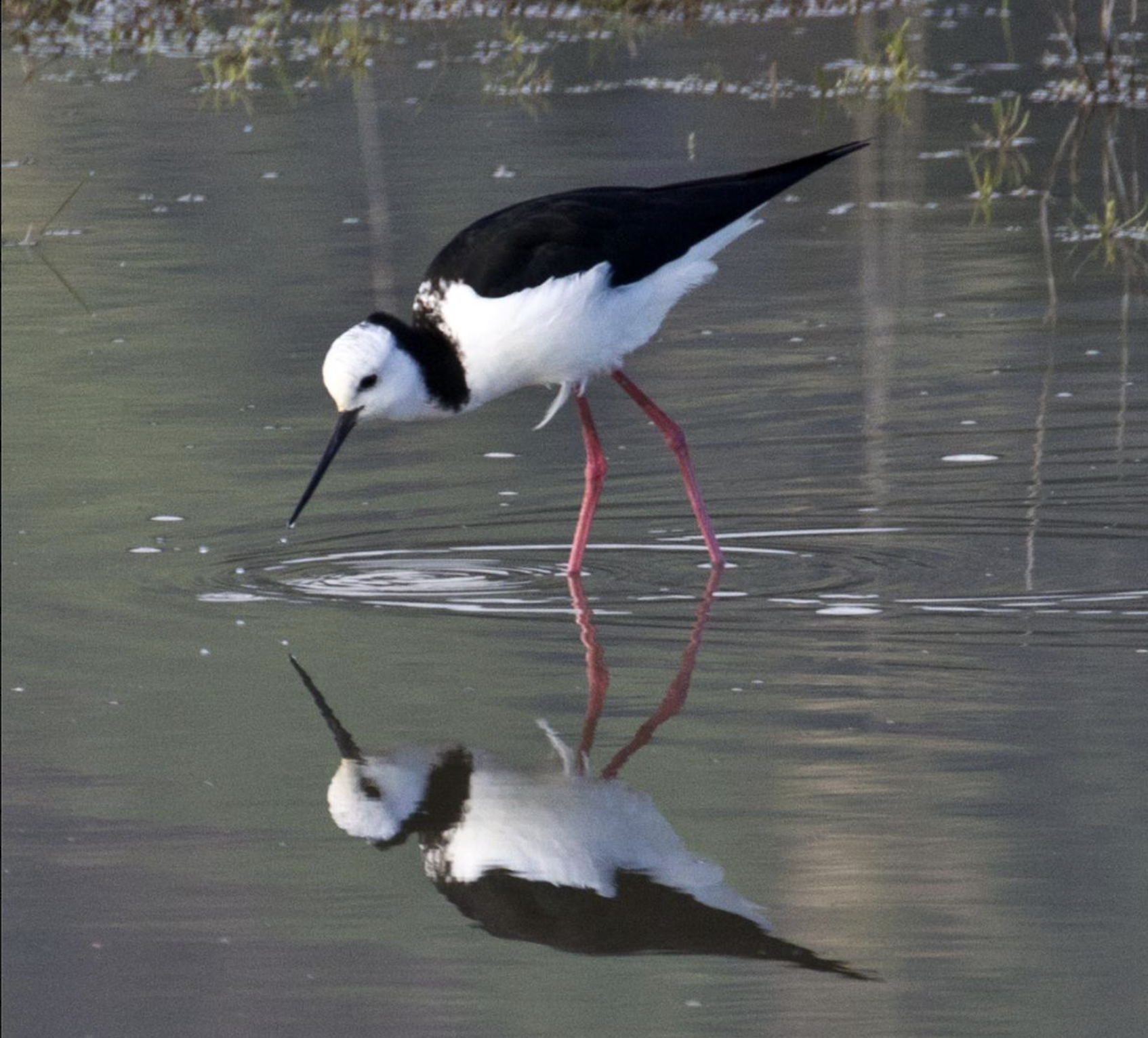   Pied stilt | Poaka (Credit: Rebecca Bowater, NZ Birds Online)  