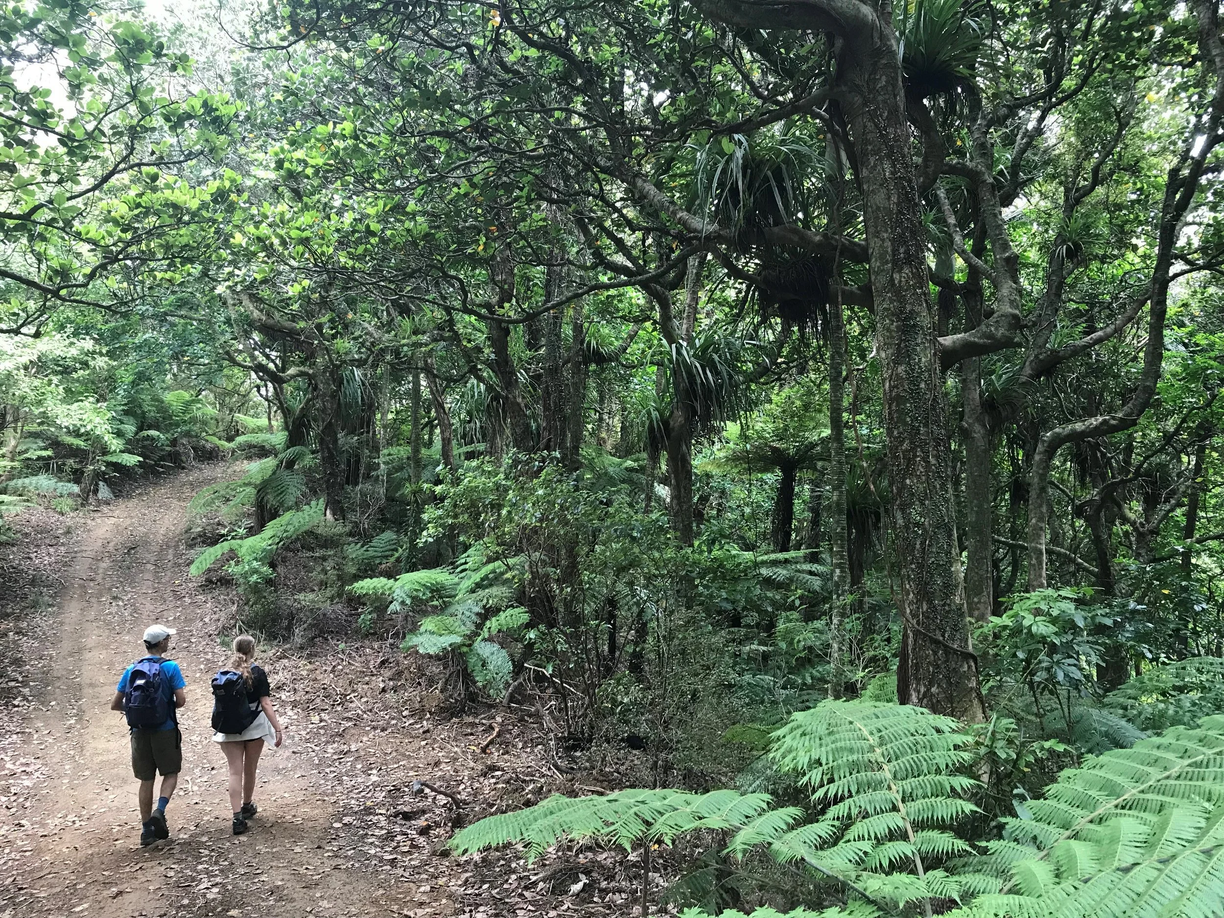   The ridge track to Tataweka passes kohekohe and taraire forest (Credit: Kate Waterhouse)  