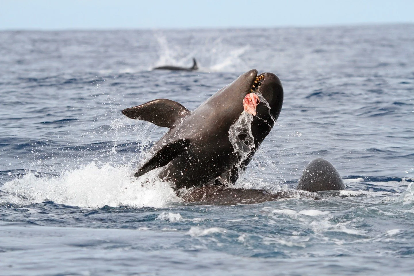   False killer whale with fish in Doubtless Bay, Northland (Credit: Sarah Dwyer)  