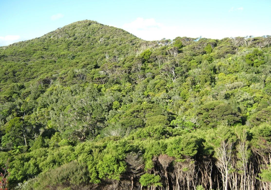   Successional kānuka forest at Windy Hill Sanctuary (Credit: John Ogden)  