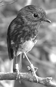 en13-a-tough-season-for-robins-01.jpeg